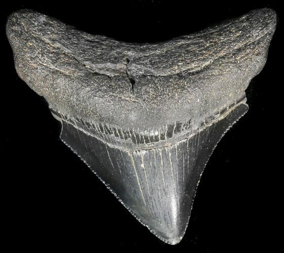 Juvenile Megalodon Tooth - Serrated Blade #56639